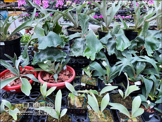台中后里景點》萌芳花卉農場.粉嫩的石斛蘭綻放中~免費賞花景點推薦 @青青小熊*旅遊札記 台中后里景點》萌芳花卉農場.粉嫩的石斛蘭綻放中~免費賞花景點推薦 @青青小熊*旅遊札記