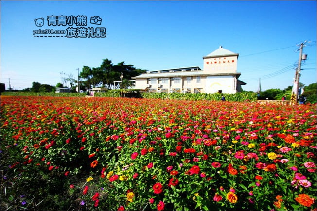 彰化田尾景點》田尾花海登場．五顏六色繽紛花海，搭配童趣造景超好拍 @青青小熊＊旅遊札記