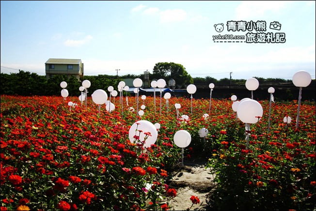 彰化田尾景點》田尾花海登場.五顏六色繽紛花海,搭配童趣造景超好拍 @青青小熊*旅遊札記 彰化田尾景點》田尾花海登場.五顏六色繽紛花海,搭配童趣造景超好拍 @青青小熊*旅遊札記