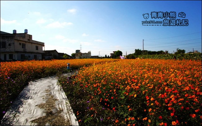 彰化田尾景點》田尾花海登場.五顏六色繽紛花海,搭配童趣造景超好拍 @青青小熊*旅遊札記 彰化田尾景點》田尾花海登場.五顏六色繽紛花海,搭配童趣造景超好拍 @青青小熊*旅遊札記