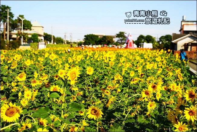 彰化田尾景點》田尾花海登場.五顏六色繽紛花海,搭配童趣造景超好拍 @青青小熊*旅遊札記 彰化田尾景點》田尾花海登場.五顏六色繽紛花海,搭配童趣造景超好拍 @青青小熊*旅遊札記