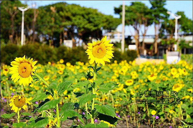 彰化田尾景點》田尾花海登場.五顏六色繽紛花海,搭配童趣造景超好拍 @青青小熊*旅遊札記 彰化田尾景點》田尾花海登場.五顏六色繽紛花海,搭配童趣造景超好拍 @青青小熊*旅遊札記