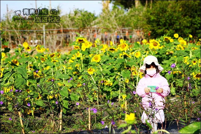 彰化田尾景點》田尾花海登場．五顏六色繽紛花海，搭配童趣造景超好拍 @青青小熊＊旅遊札記