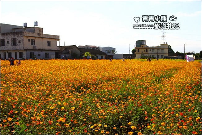 彰化田尾景點》田尾花海登場.五顏六色繽紛花海,搭配童趣造景超好拍 @青青小熊*旅遊札記 彰化田尾景點》田尾花海登場.五顏六色繽紛花海,搭配童趣造景超好拍 @青青小熊*旅遊札記