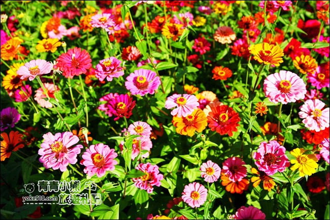 彰化田尾景點》田尾花海登場．五顏六色繽紛花海，搭配童趣造景超好拍 @青青小熊＊旅遊札記