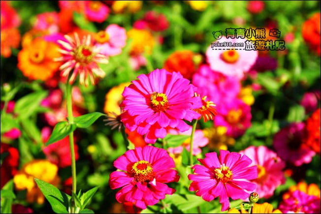 彰化田尾景點》田尾花海登場.五顏六色繽紛花海,搭配童趣造景超好拍 @青青小熊*旅遊札記 彰化田尾景點》田尾花海登場.五顏六色繽紛花海,搭配童趣造景超好拍 @青青小熊*旅遊札記