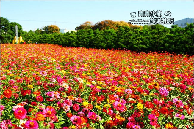 彰化田尾景點》田尾花海登場.五顏六色繽紛花海,搭配童趣造景超好拍 @青青小熊*旅遊札記 彰化田尾景點》田尾花海登場.五顏六色繽紛花海,搭配童趣造景超好拍 @青青小熊*旅遊札記