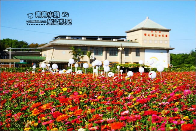 彰化田尾景點》田尾花海登場.五顏六色繽紛花海,搭配童趣造景超好拍 @青青小熊*旅遊札記 彰化田尾景點》田尾花海登場.五顏六色繽紛花海,搭配童趣造景超好拍 @青青小熊*旅遊札記