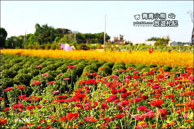 彰化田尾景點》田尾花海登場.五顏六色繽紛花海,搭配童趣造景超好拍 @青青小熊*旅遊札記 彰化田尾景點》田尾花海登場.五顏六色繽紛花海,搭配童趣造景超好拍 @青青小熊*旅遊札記