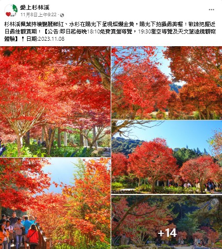 南投景點》杉林溪森林生態渡假園區．賞楓葉 黃金水杉木~季節限定必賞美景 @青青小熊＊旅遊札記