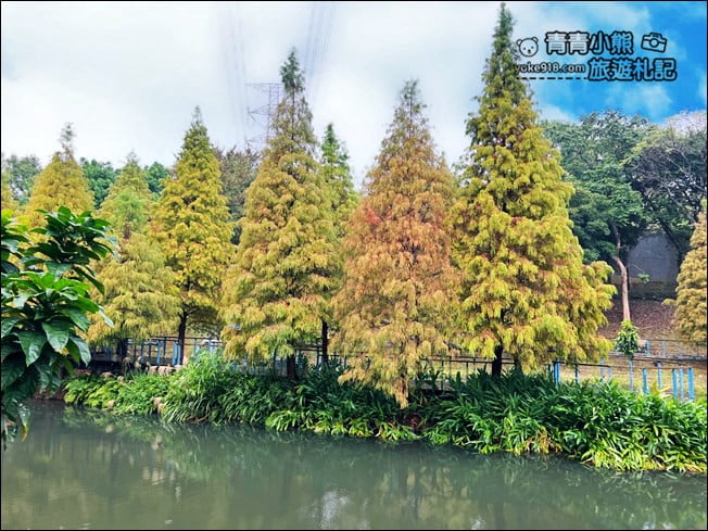 桃園景點》長庚養生村.落羽松湖畔散步去~水上平台木棧道好迷人 @青青小熊*旅遊札記 桃園景點》長庚養生村.落羽松湖畔散步去~水上平台木棧道好迷人 @青青小熊*旅遊札記