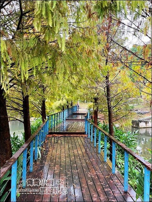 桃園景點》長庚養生村．落羽松湖畔散步去~水上平台木棧道好迷人 @青青小熊＊旅遊札記