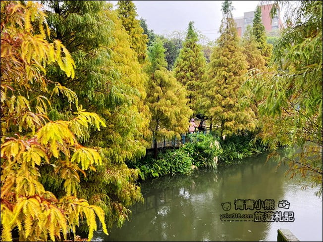 桃園景點》長庚養生村.落羽松湖畔散步去~水上平台木棧道好迷人 @青青小熊*旅遊札記 桃園景點》長庚養生村.落羽松湖畔散步去~水上平台木棧道好迷人 @青青小熊*旅遊札記