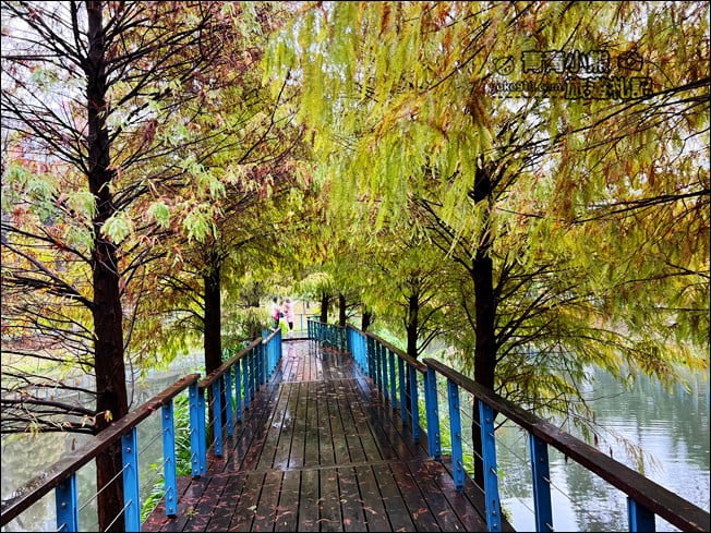 桃園景點》長庚養生村．落羽松湖畔散步去~水上平台木棧道好迷人 @青青小熊＊旅遊札記