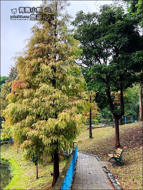 桃園景點》長庚養生村．落羽松湖畔散步去~水上平台木棧道好迷人 @青青小熊＊旅遊札記