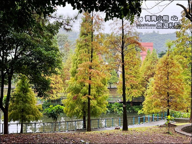 桃園景點》長庚養生村．落羽松湖畔散步去~水上平台木棧道好迷人 @青青小熊＊旅遊札記