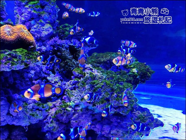 基隆景點》潮境智能海洋館.有未來感的海洋館~還有漂浮咖啡廳 @青青小熊*旅遊札記 基隆景點》潮境智能海洋館.有未來感的海洋館~還有漂浮咖啡廳 @青青小熊*旅遊札記