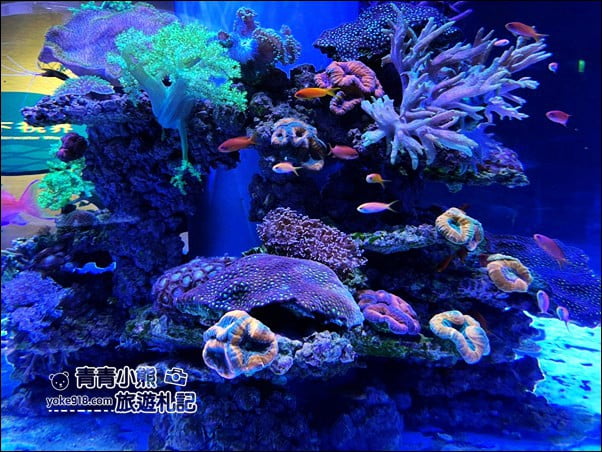 基隆景點》潮境智能海洋館．有未來感的海洋館~還有漂浮咖啡廳 @青青小熊＊旅遊札記