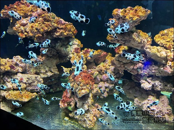 基隆景點》潮境智能海洋館.有未來感的海洋館~還有漂浮咖啡廳 @青青小熊*旅遊札記 基隆景點》潮境智能海洋館.有未來感的海洋館~還有漂浮咖啡廳 @青青小熊*旅遊札記