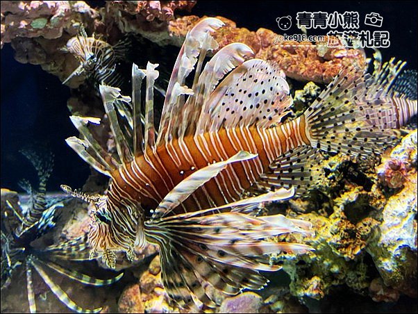 基隆景點》潮境智能海洋館.有未來感的海洋館~還有漂浮咖啡廳 @青青小熊*旅遊札記 基隆景點》潮境智能海洋館.有未來感的海洋館~還有漂浮咖啡廳 @青青小熊*旅遊札記