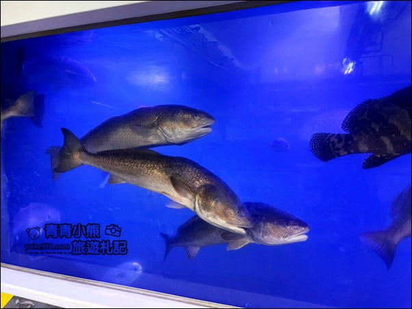 基隆景點》潮境智能海洋館.有未來感的海洋館~還有漂浮咖啡廳 @青青小熊*旅遊札記 基隆景點》潮境智能海洋館.有未來感的海洋館~還有漂浮咖啡廳 @青青小熊*旅遊札記