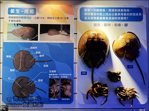 基隆景點》潮境智能海洋館.有未來感的海洋館~還有漂浮咖啡廳 @青青小熊*旅遊札記 基隆景點》潮境智能海洋館.有未來感的海洋館~還有漂浮咖啡廳 @青青小熊*旅遊札記