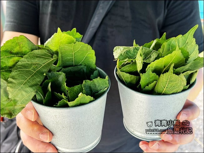 宜蘭新亮點》天使星夢渡假村．下午茶好去處，還有水豚出沒、兒童遊戲區 @青青小熊＊旅遊札記