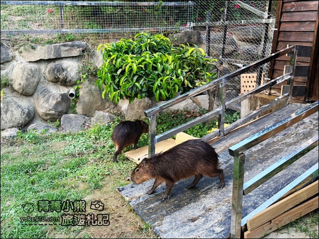 高雄景點》走進千野村日式園區～感受日本廟會祭典氣習，穿上和服好好拍！(已結束營業)) @青青小熊＊旅遊札記