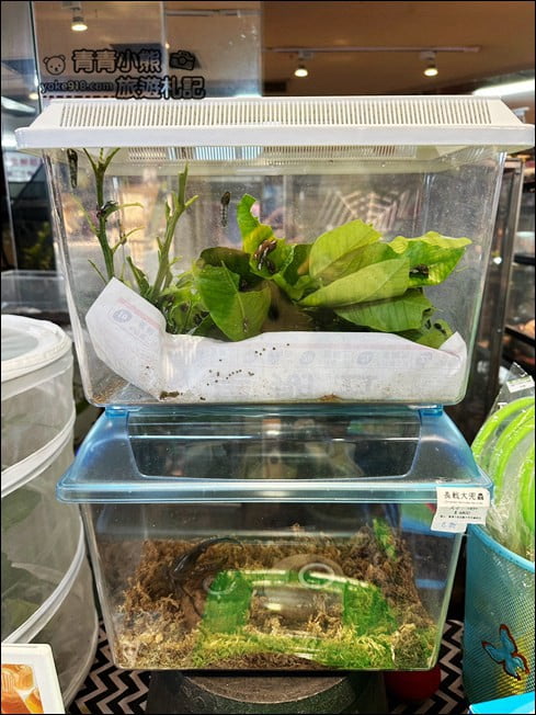 南投埔里景點》蝴蝶小鎮生態休閒園區-木生昆蟲博物館.還有巨大昆蟲陪你喝咖啡 @青青小熊*旅遊札記 南投埔里景點》蝴蝶小鎮生態休閒園區-木生昆蟲博物館.還有巨大昆蟲陪你喝咖啡 @青青小熊*旅遊札記