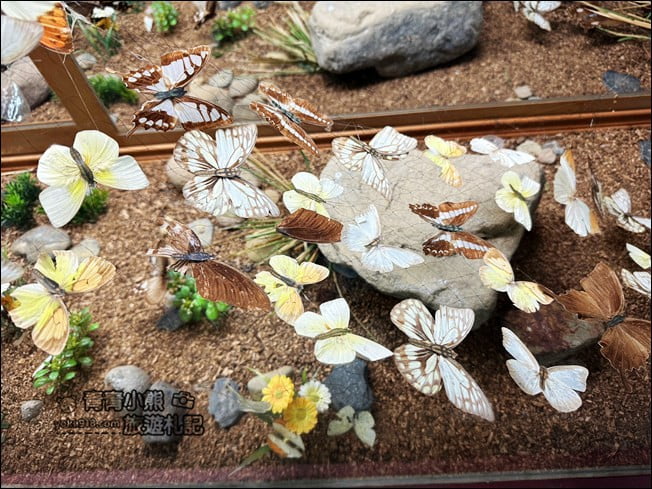 南投埔里景點》蝴蝶小鎮生態休閒園區-木生昆蟲博物館.還有巨大昆蟲陪你喝咖啡 @青青小熊*旅遊札記 南投埔里景點》蝴蝶小鎮生態休閒園區-木生昆蟲博物館.還有巨大昆蟲陪你喝咖啡 @青青小熊*旅遊札記