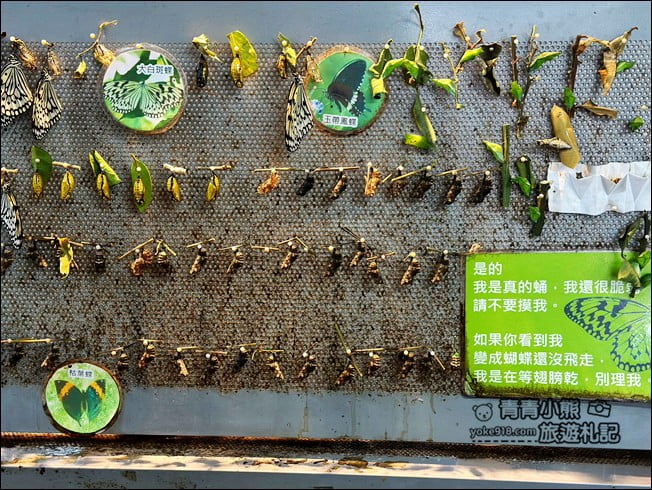 南投埔里景點》蝴蝶小鎮生態休閒園區-木生昆蟲博物館.還有巨大昆蟲陪你喝咖啡 @青青小熊*旅遊札記 南投埔里景點》蝴蝶小鎮生態休閒園區-木生昆蟲博物館.還有巨大昆蟲陪你喝咖啡 @青青小熊*旅遊札記