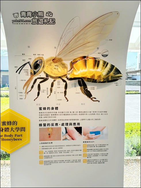 南投景點》賴爺爺蜜蜂小森林,巨大蜜蜂罐好好拍,來找可愛的小蜜蜂們 @青青小熊*旅遊札記 南投景點》賴爺爺蜜蜂小森林,巨大蜜蜂罐好好拍,來找可愛的小蜜蜂們 @青青小熊*旅遊札記
