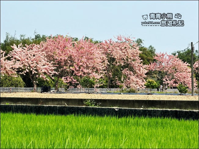台南景點》西港金砂里花旗木,粉紅色花旗木爆炸盛開~就像滿滿的仙女棒 @青青小熊*旅遊札記 台南景點》西港金砂里花旗木,粉紅色花旗木爆炸盛開~就像滿滿的仙女棒 @青青小熊*旅遊札記