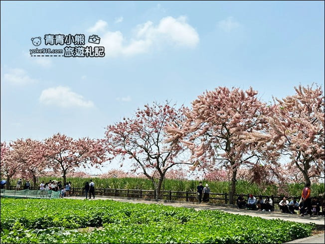 台南景點》西港金砂里花旗木,粉紅色花旗木爆炸盛開~就像滿滿的仙女棒 @青青小熊*旅遊札記 台南景點》西港金砂里花旗木,粉紅色花旗木爆炸盛開~就像滿滿的仙女棒 @青青小熊*旅遊札記