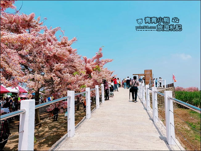 台南景點》西港金砂里花旗木,粉紅色花旗木爆炸盛開~就像滿滿的仙女棒 @青青小熊*旅遊札記 台南景點》西港金砂里花旗木,粉紅色花旗木爆炸盛開~就像滿滿的仙女棒 @青青小熊*旅遊札記