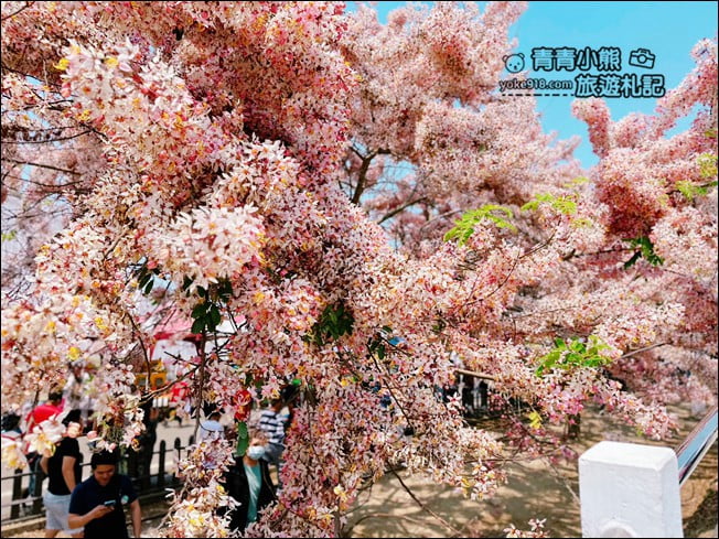 台南景點》西港金砂里花旗木,粉紅色花旗木爆炸盛開~就像滿滿的仙女棒 @青青小熊*旅遊札記 台南景點》西港金砂里花旗木,粉紅色花旗木爆炸盛開~就像滿滿的仙女棒 @青青小熊*旅遊札記