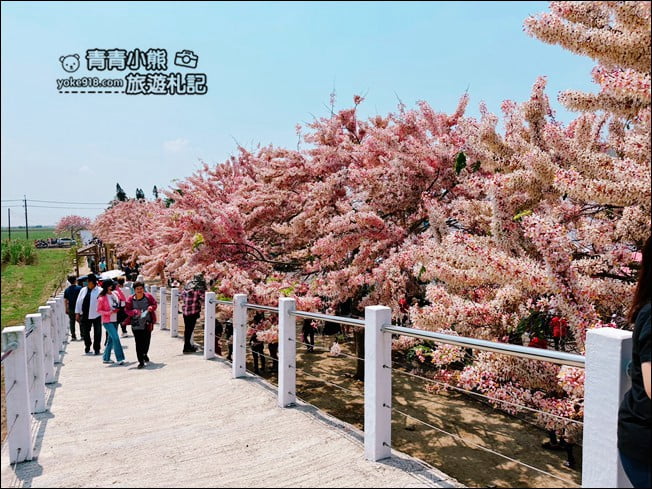 台南景點》西港金砂里花旗木,粉紅色花旗木爆炸盛開~就像滿滿的仙女棒 @青青小熊*旅遊札記 台南景點》西港金砂里花旗木,粉紅色花旗木爆炸盛開~就像滿滿的仙女棒 @青青小熊*旅遊札記