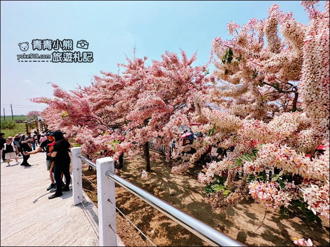 台南景點》西港金砂里花旗木，粉紅色花旗木爆炸盛開~就像滿滿的仙女棒 @青青小熊＊旅遊札記