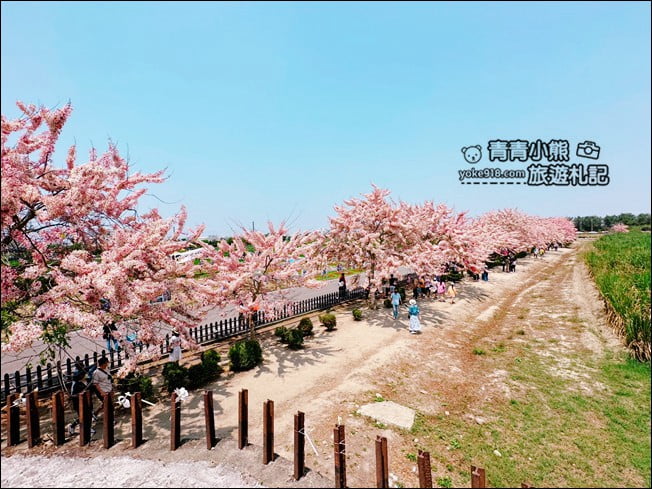 台南景點》西港金砂里花旗木,粉紅色花旗木爆炸盛開~就像滿滿的仙女棒 @青青小熊*旅遊札記 台南景點》西港金砂里花旗木,粉紅色花旗木爆炸盛開~就像滿滿的仙女棒 @青青小熊*旅遊札記