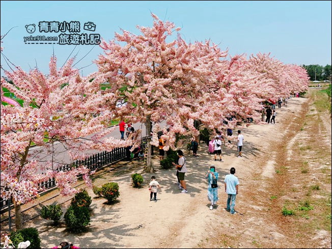台南景點》西港金砂里花旗木,粉紅色花旗木爆炸盛開~就像滿滿的仙女棒 @青青小熊*旅遊札記 台南景點》西港金砂里花旗木,粉紅色花旗木爆炸盛開~就像滿滿的仙女棒 @青青小熊*旅遊札記