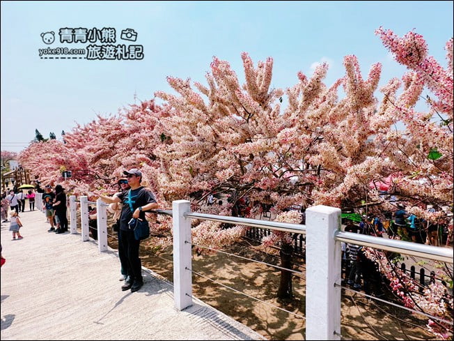 台南景點》西港金砂里花旗木,粉紅色花旗木爆炸盛開~就像滿滿的仙女棒 @青青小熊*旅遊札記 台南景點》西港金砂里花旗木,粉紅色花旗木爆炸盛開~就像滿滿的仙女棒 @青青小熊*旅遊札記