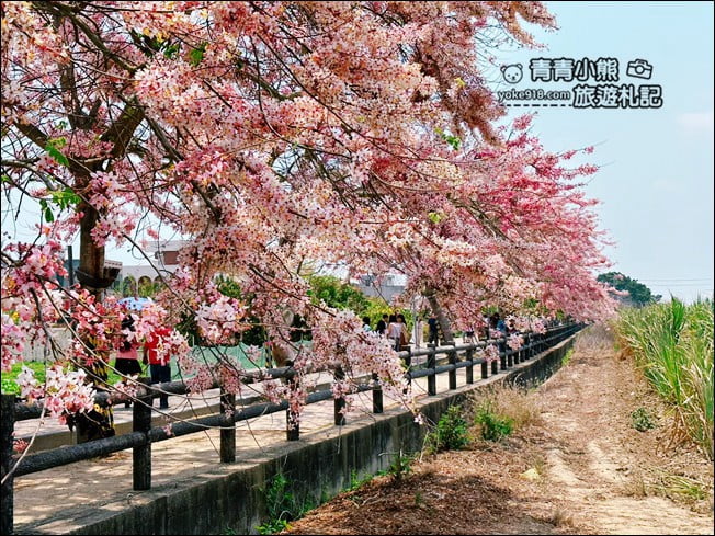 台南景點》西港金砂里花旗木，粉紅色花旗木爆炸盛開~就像滿滿的仙女棒 @青青小熊＊旅遊札記