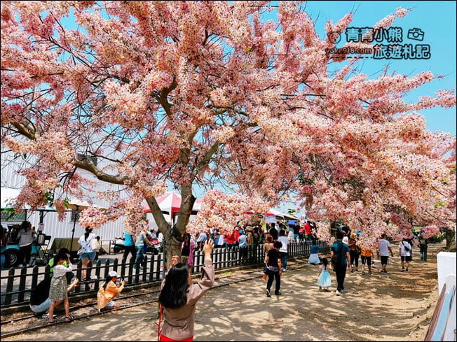台南景點》西港金砂里花旗木,粉紅色花旗木爆炸盛開~就像滿滿的仙女棒 @青青小熊*旅遊札記 台南景點》西港金砂里花旗木,粉紅色花旗木爆炸盛開~就像滿滿的仙女棒 @青青小熊*旅遊札記