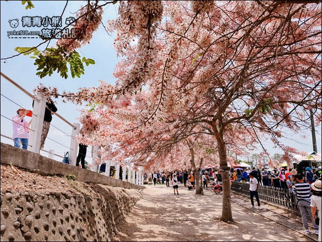 台南景點》西港金砂里花旗木,粉紅色花旗木爆炸盛開~就像滿滿的仙女棒 @青青小熊*旅遊札記 台南景點》西港金砂里花旗木,粉紅色花旗木爆炸盛開~就像滿滿的仙女棒 @青青小熊*旅遊札記