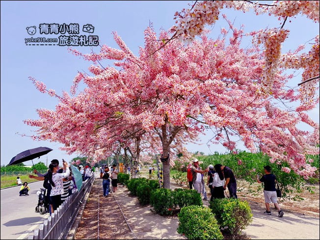 台南景點》西港金砂里花旗木，粉紅色花旗木爆炸盛開~就像滿滿的仙女棒 @青青小熊＊旅遊札記