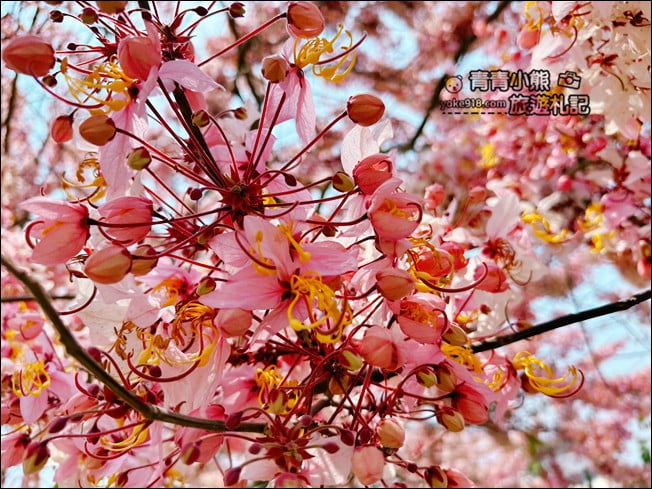 台南景點》西港金砂里花旗木,粉紅色花旗木爆炸盛開~就像滿滿的仙女棒 @青青小熊*旅遊札記 台南景點》西港金砂里花旗木,粉紅色花旗木爆炸盛開~就像滿滿的仙女棒 @青青小熊*旅遊札記