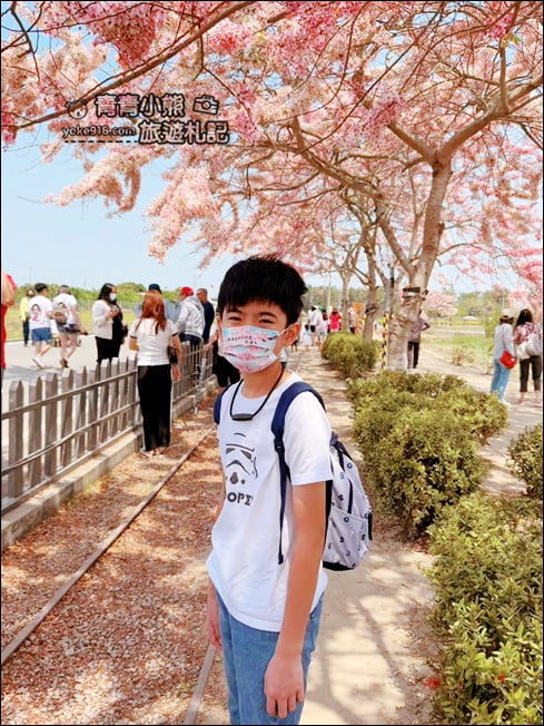 台南景點》西港金砂里花旗木,粉紅色花旗木爆炸盛開~就像滿滿的仙女棒 @青青小熊*旅遊札記 台南景點》西港金砂里花旗木,粉紅色花旗木爆炸盛開~就像滿滿的仙女棒 @青青小熊*旅遊札記