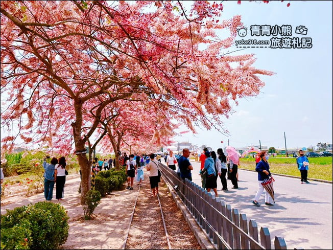 台南景點》西港金砂里花旗木，粉紅色花旗木爆炸盛開~就像滿滿的仙女棒 @青青小熊＊旅遊札記