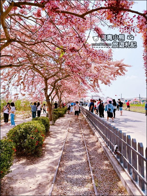 台南景點》西港金砂里花旗木,粉紅色花旗木爆炸盛開~就像滿滿的仙女棒 @青青小熊*旅遊札記 台南景點》西港金砂里花旗木,粉紅色花旗木爆炸盛開~就像滿滿的仙女棒 @青青小熊*旅遊札記