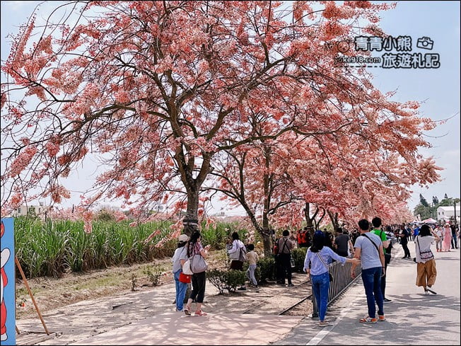 台南景點》西港金砂里花旗木,粉紅色花旗木爆炸盛開~就像滿滿的仙女棒 @青青小熊*旅遊札記 台南景點》西港金砂里花旗木,粉紅色花旗木爆炸盛開~就像滿滿的仙女棒 @青青小熊*旅遊札記